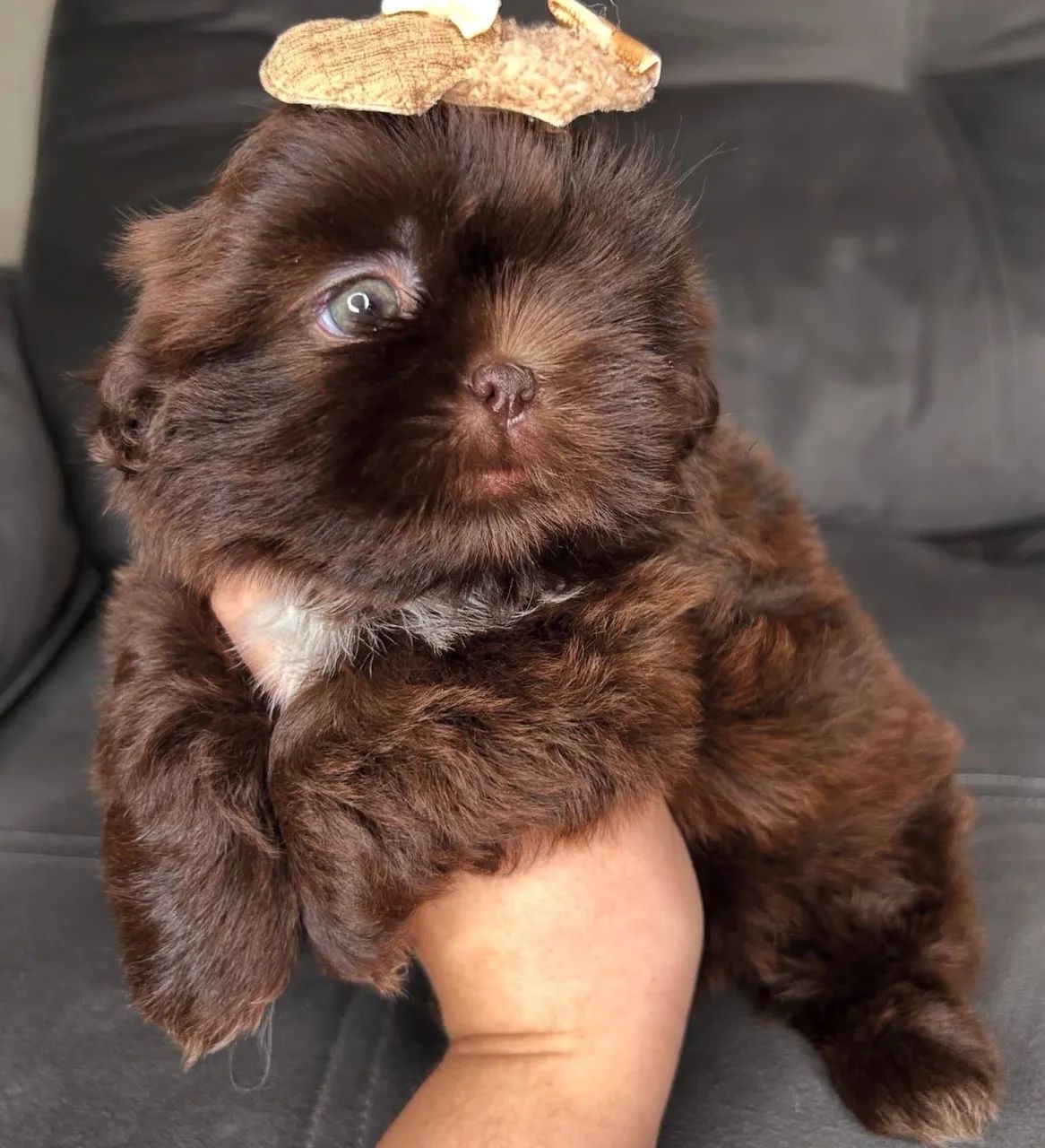 Shih tzu micro  exóticos fêmea e macho 