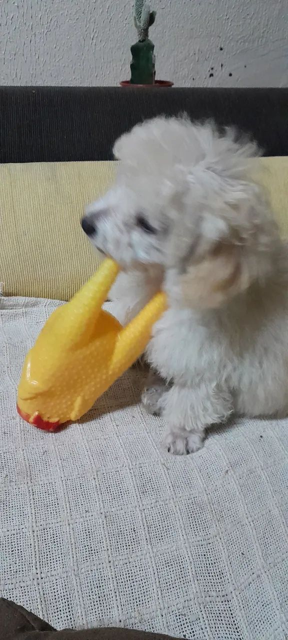 Bebê poodle toy macho 1.790 - Foto 3