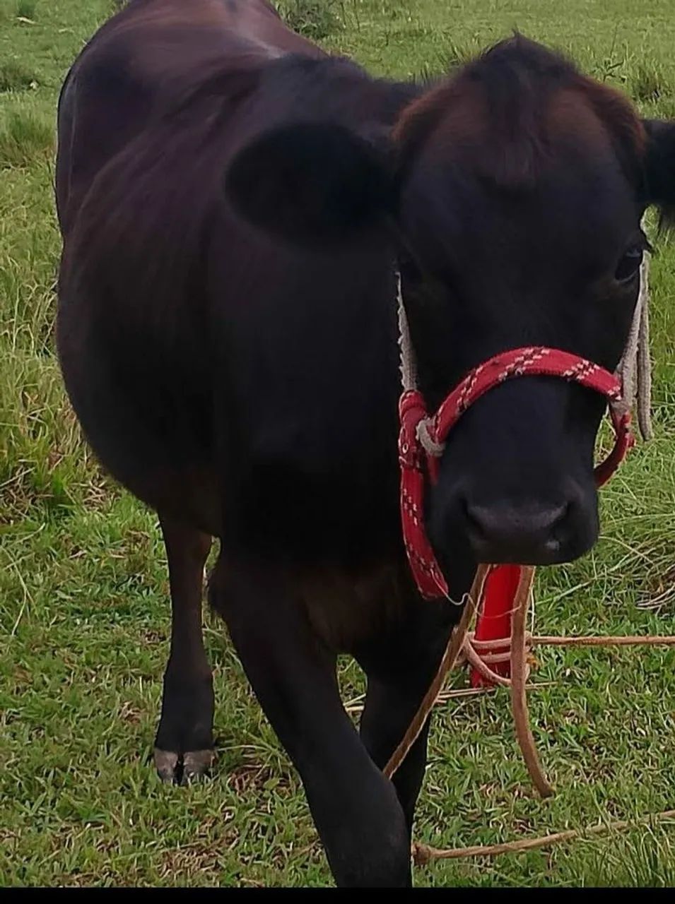 Novilha jersey 