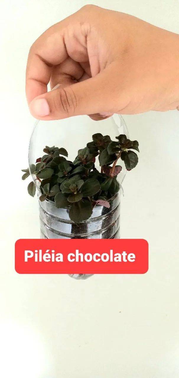 6 PLANTAS POR 40,00  - Foto 5