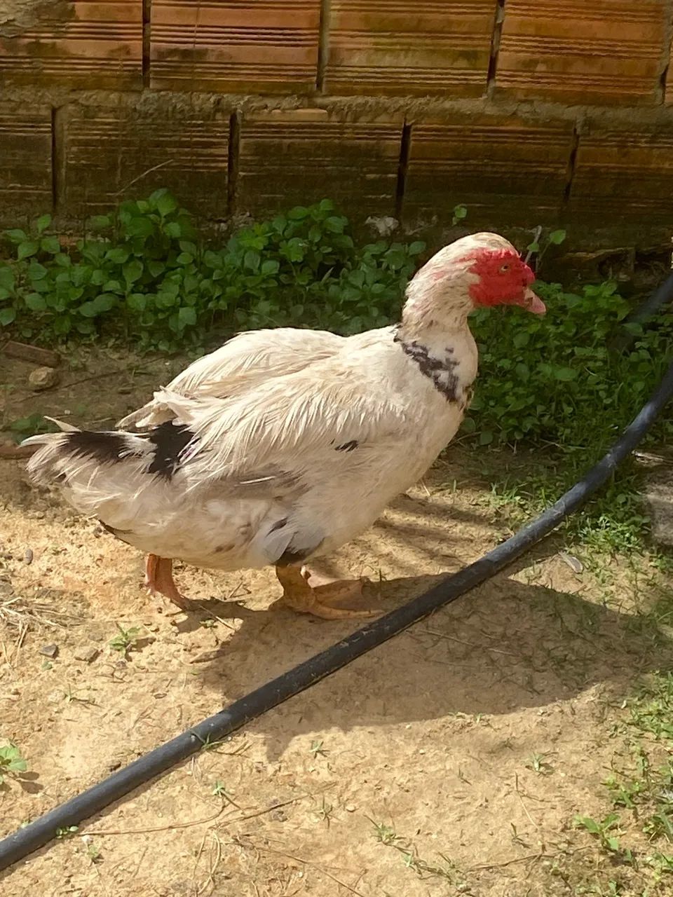 Vendo Patos  - Foto 5