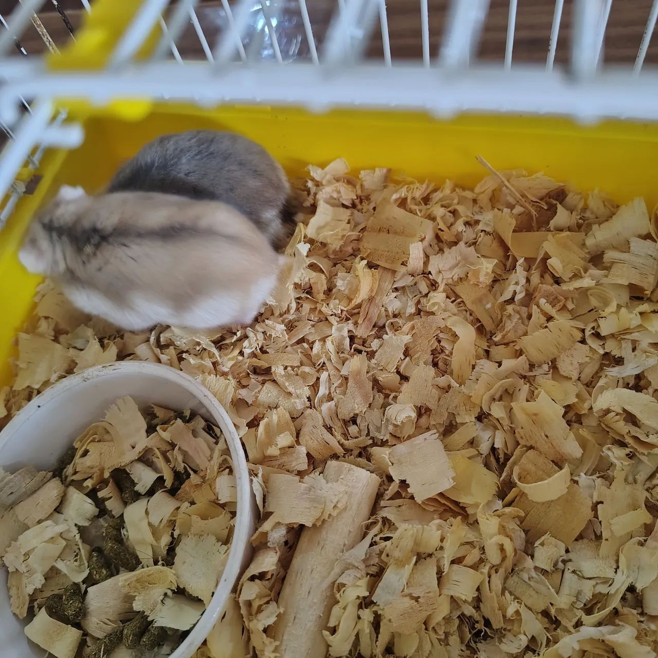 Hamster  - Foto 2