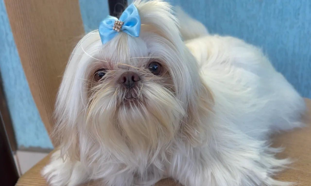 Shihtzu macho para cruzar  - Foto 2