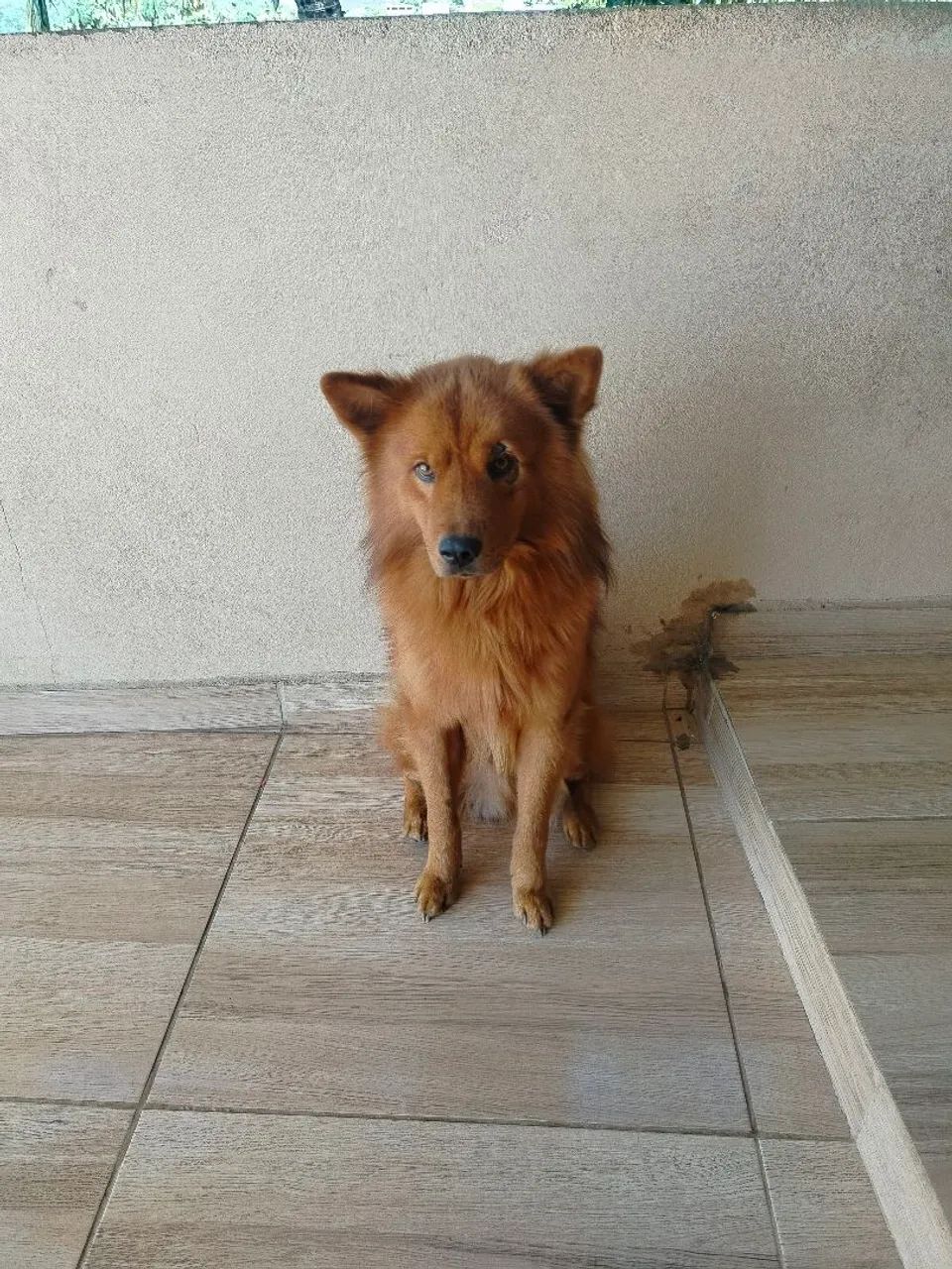 Doação responsável  - Foto 2