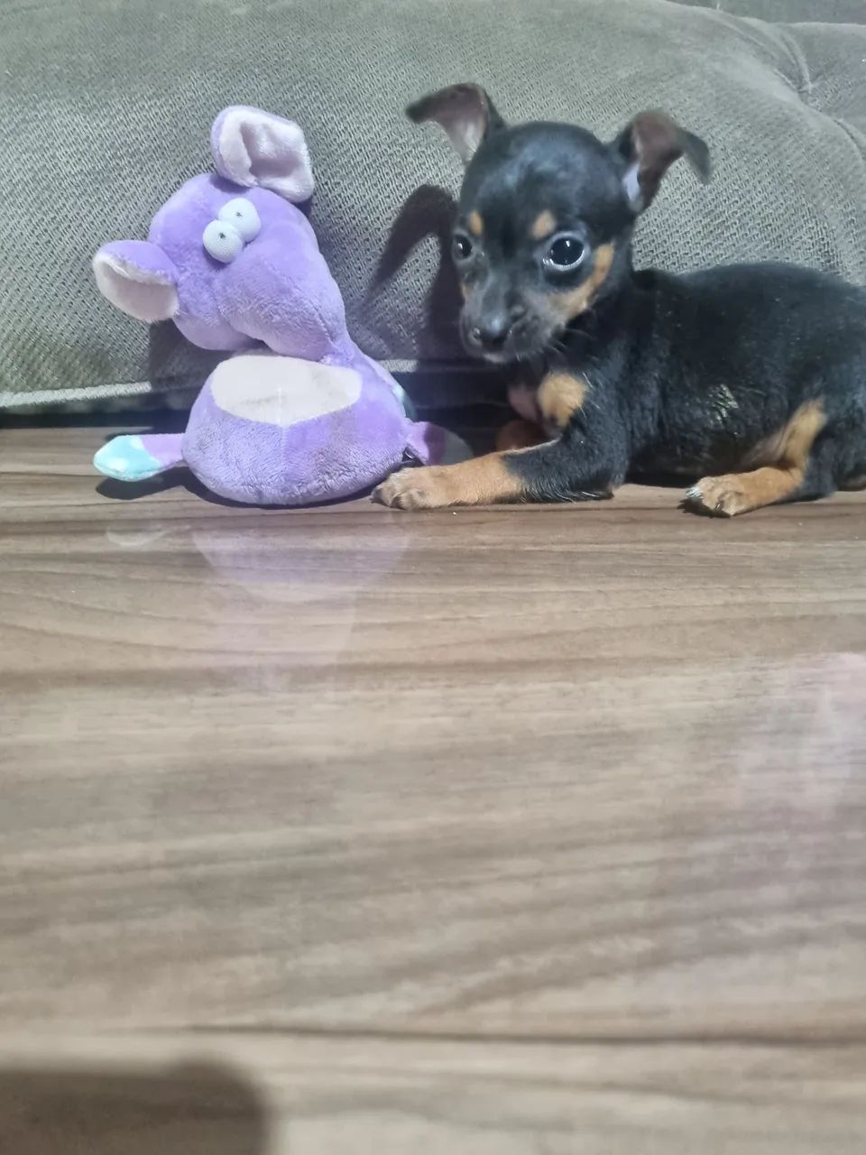 PINCHER OOO  - Foto 4