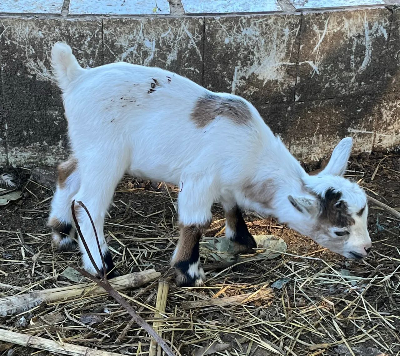 Mini cabrito, mini cabra, mini bode!  - Foto 4