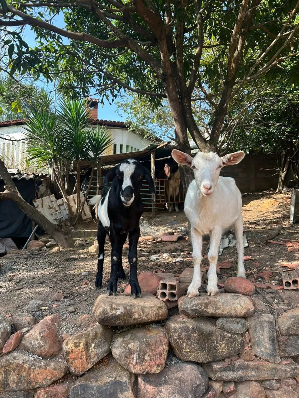 Casal De Cabrito  - Foto 5