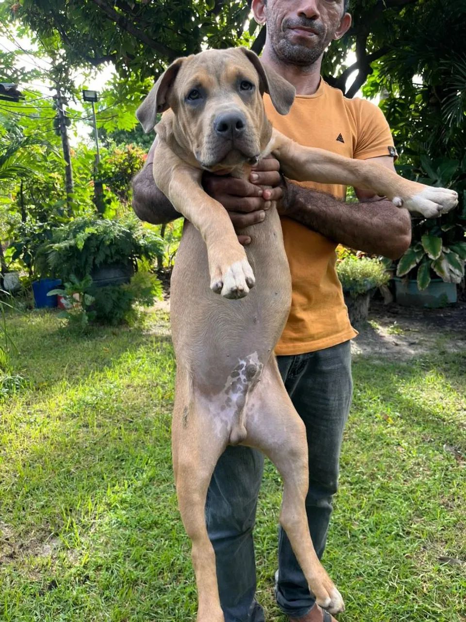 Pet Pitbull Monster com American Bully 
