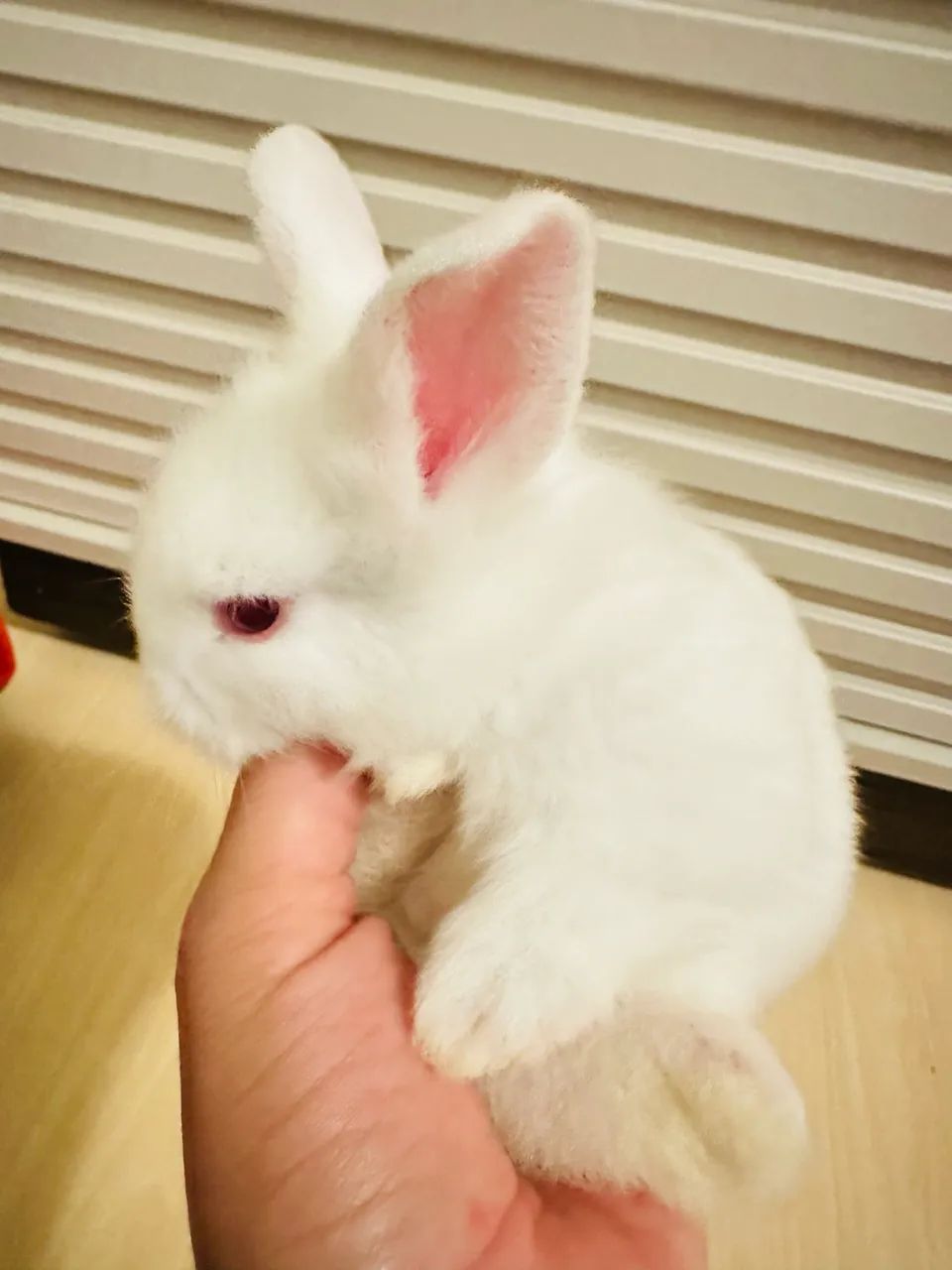 Coelhos - Foto 3