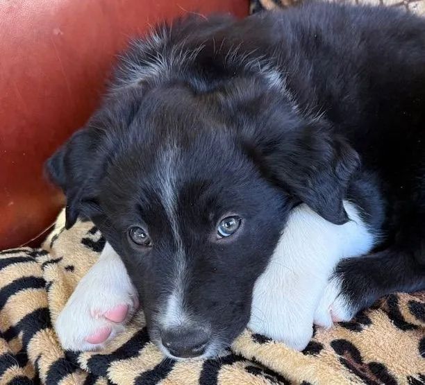 Filhotes de Border Collie | Cativam qualquer um.