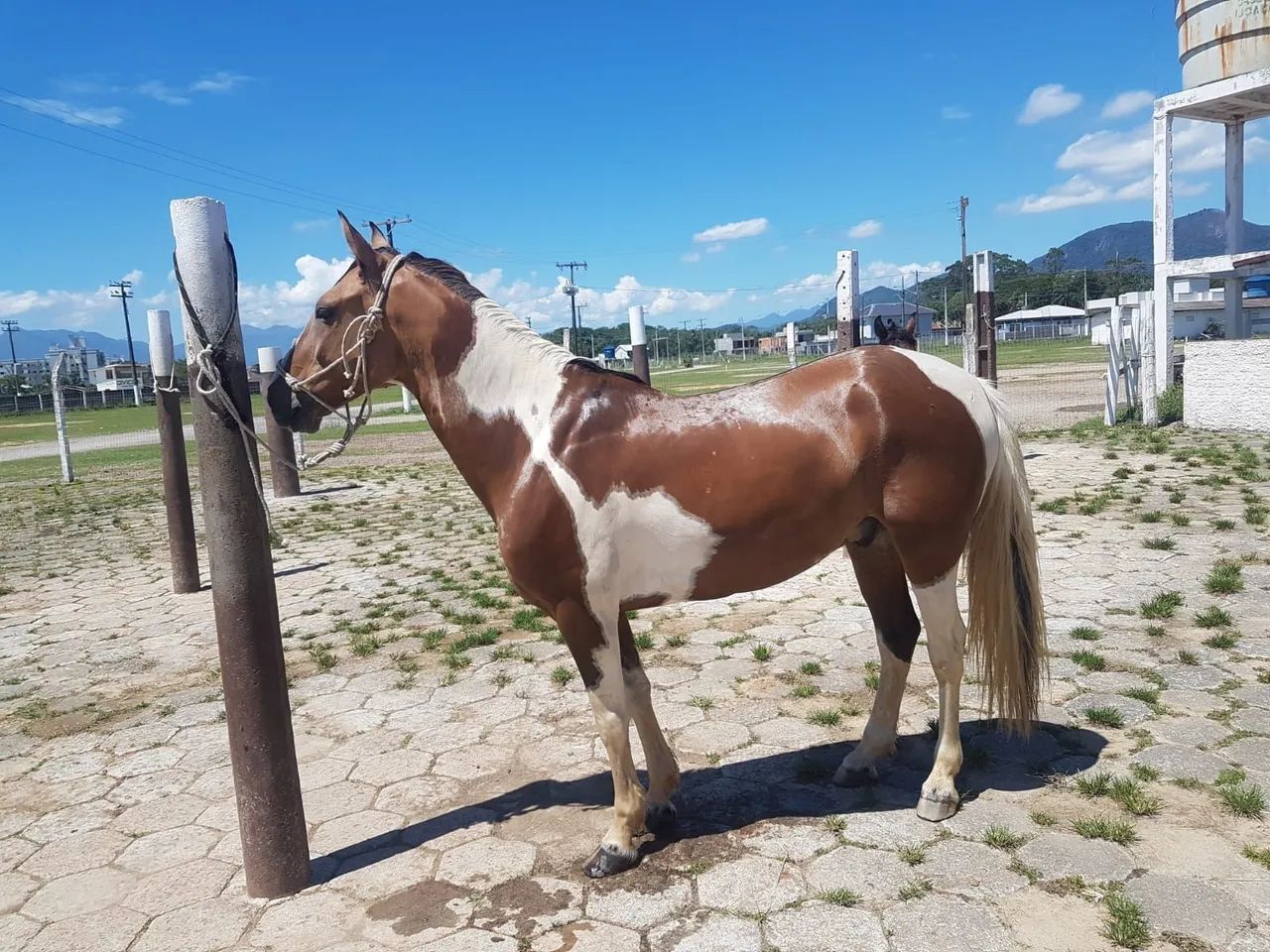 Cavalo Tobiano