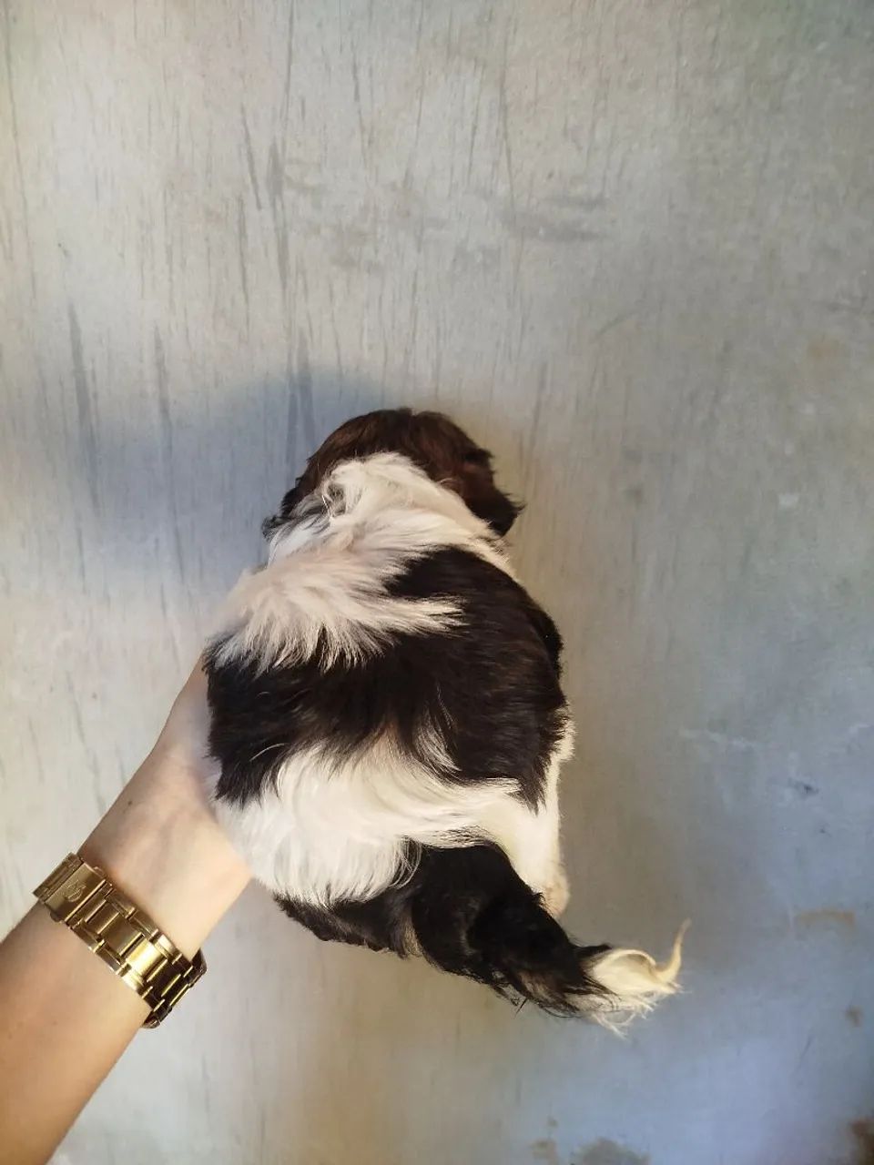 Cachorro Shitzu  - Foto 4