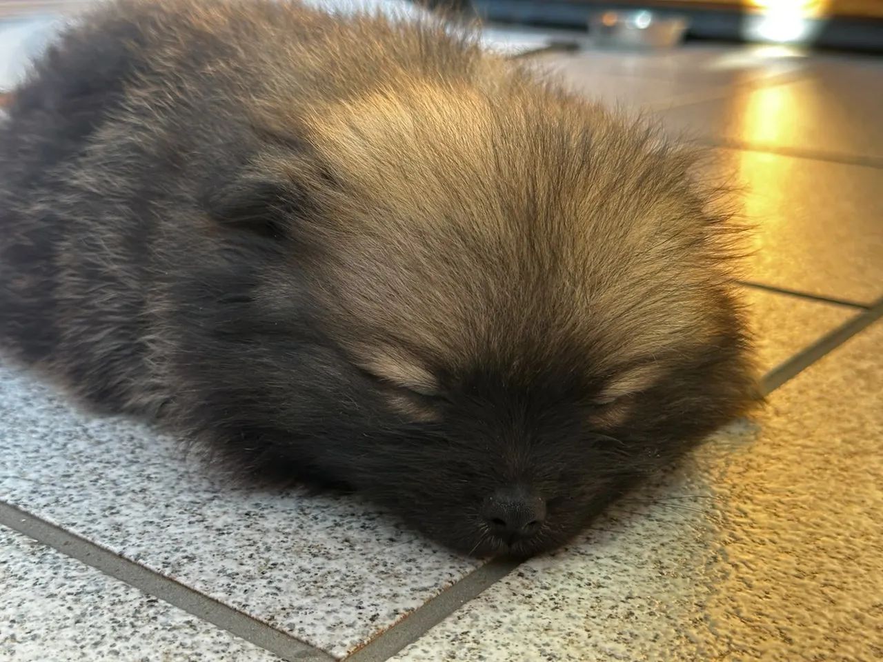 Spitz alemão,50 dias  - Foto 2