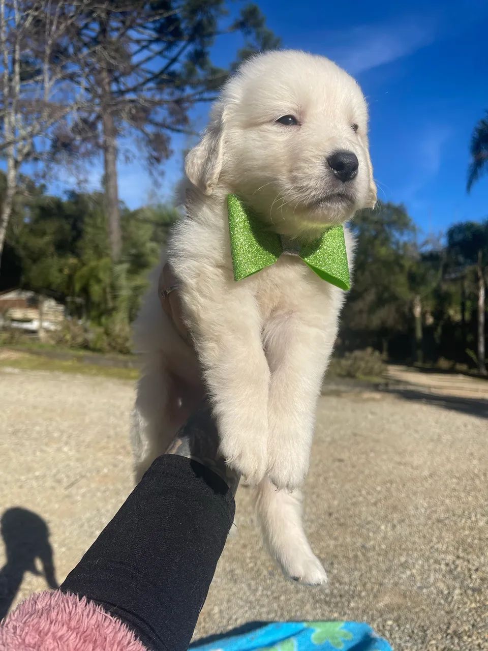 Golden Retriever com Pedigree - Foto 6
