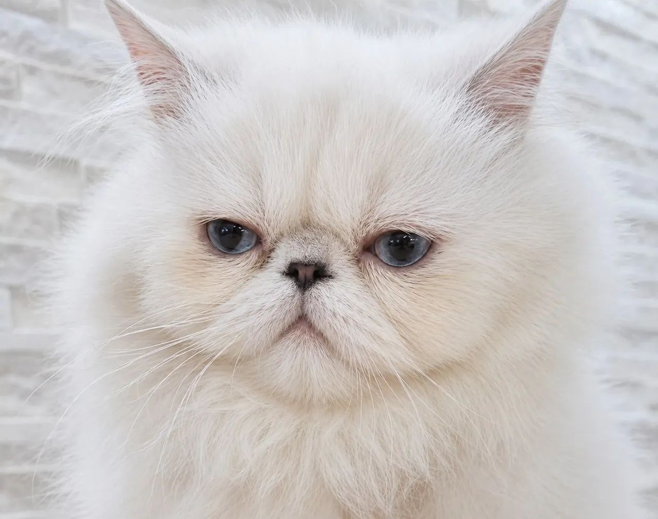 Gato persa - Foto 2