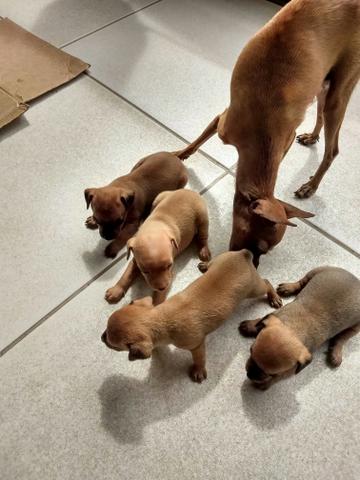 Filhote de Pinscher. n°1