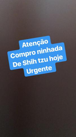 Compro ninhada de Shih tzu