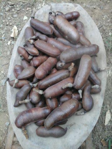 Farinha de jatobá