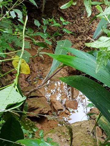 Área para formar chácara em São José dos pinhais bairro Cotia
