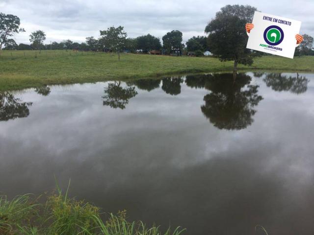 Sítio 70 ha na guia - Foto 5