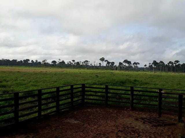 Fazenda em Senador - PA 200 alqueires (15 mil o alq) - Foto 7