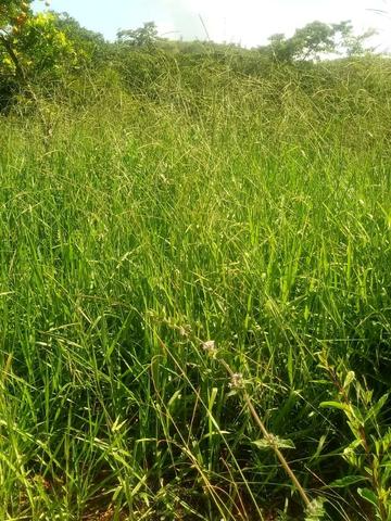 Fazenda em Unaí - MG - Foto 20