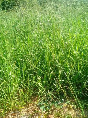 Fazenda em Unaí - MG - Foto 11
