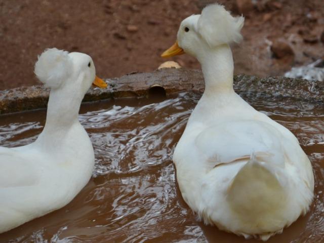 Marrecos adultos e filhotes de pom pom - Foto 2
