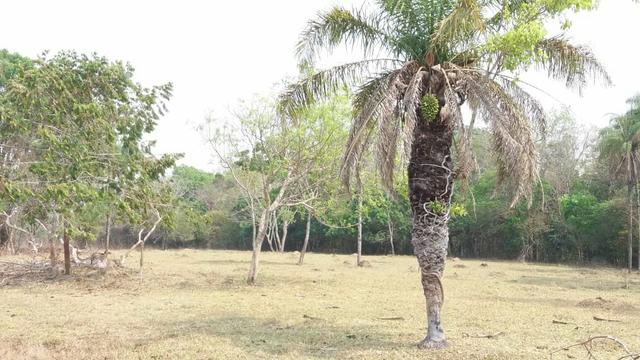 Fazenda com 13 Alq. em Palmeiras de Goiás - Foto 7