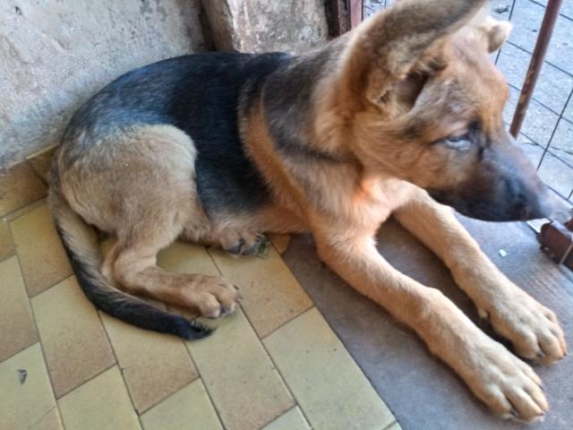 Vende se - Foto 2