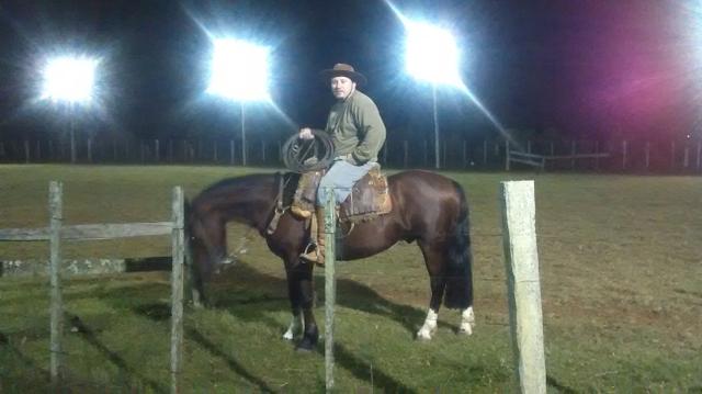Cavalo crioulo - Foto 2