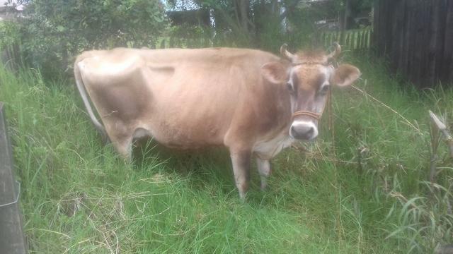 Vaca Jersey prenha - Foto 2