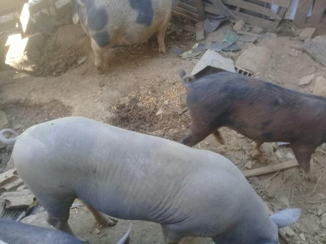 Vendo barão pelado barato - Foto 2