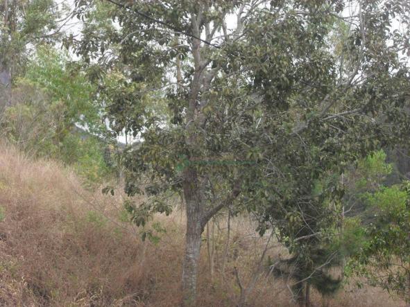 Terreno à venda, 2241 m² por R$ 80.000,00 - Vieira - Teresópolis/RJ - Foto 6
