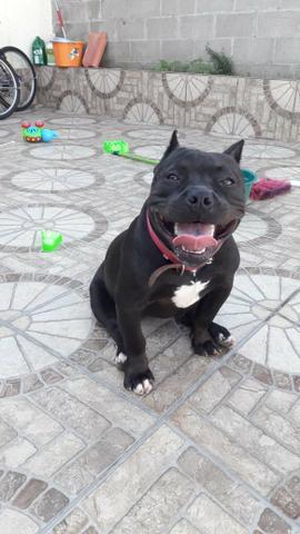 Fêmea de American Bully Black - Foto 2