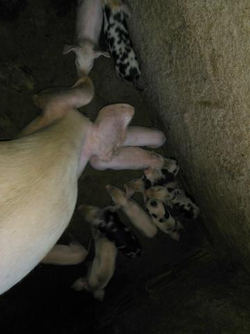 Porquinhos - Foto 3