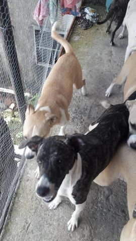 Cachorros para doação! - Foto 6