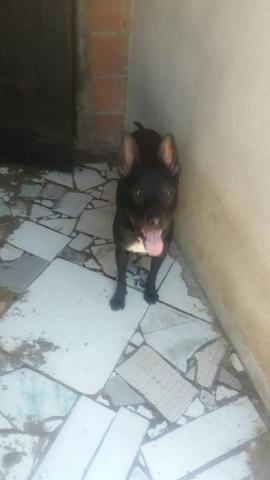 Mestiço - Foto 2