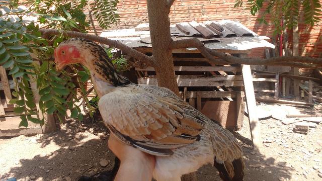 Galinhas matrizes - Foto 5