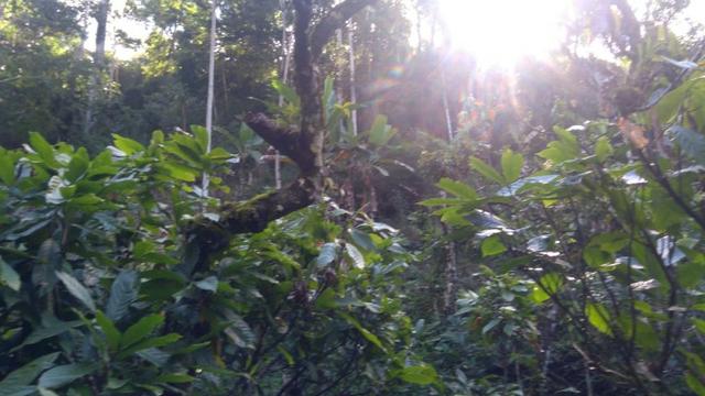 Fazenda cacau e gado - porteira fechada - Foto 8