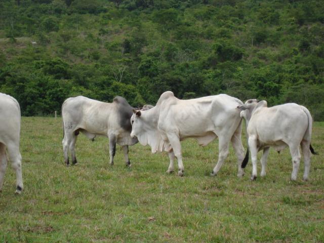 Touros e tourinhos nelore PO . Varias idades - Foto 5