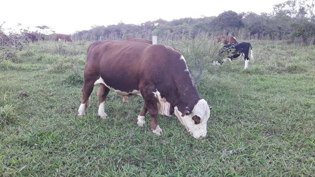 Tourinhos braford - cara branca - Foto 3