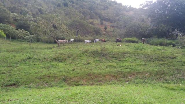 Fazenda cacau e gado - porteira fechada - Foto 6
