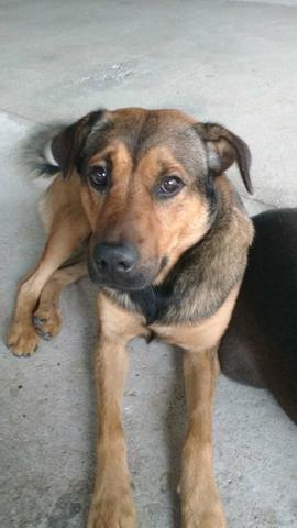 Doace urgente cachorro grande macho - Foto 3