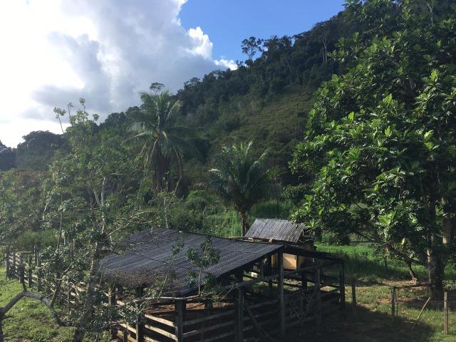 Fazenda cacau e gado - porteira fechada - Foto 5