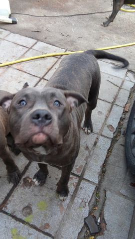 American staffordshire terrier - Foto 2