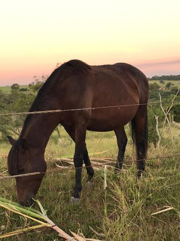 Vende-se - Foto 5