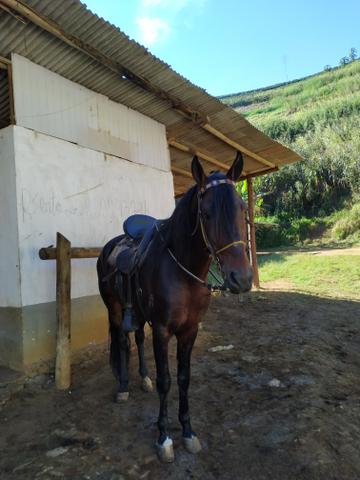 Bordel das Amoras - Foto 4