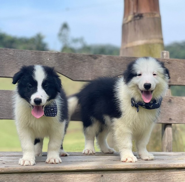 Quanto custa um Border Collie?