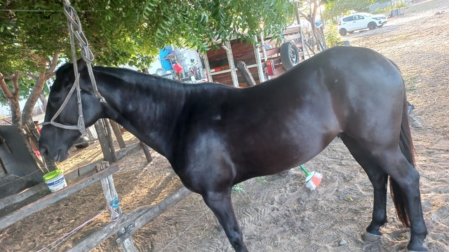 Cavalo preto 